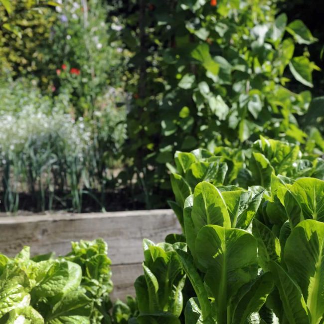 Raised beds make the kitchen garden easy to manage