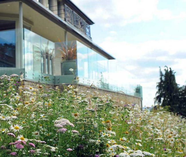 wildflower turf thrives on poor soils