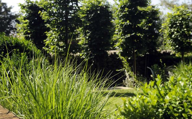 A row of hornbeams with cleared stems provide a focal point and act as an attractive screen, affording some privacy while not blocking out the light