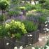 Garden planting schemes from Award winning designers
