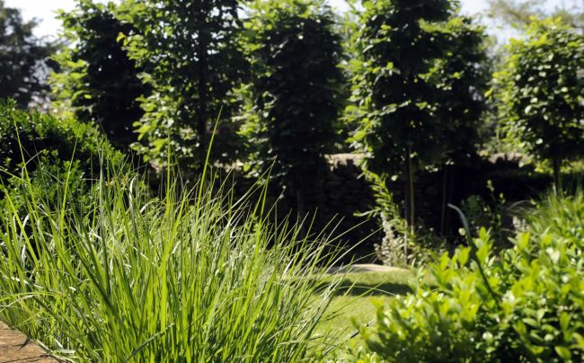 A row of hornbeams with cleared stems provide a focal point and act as an attractive screen, affording some privacy while not blocking out the light